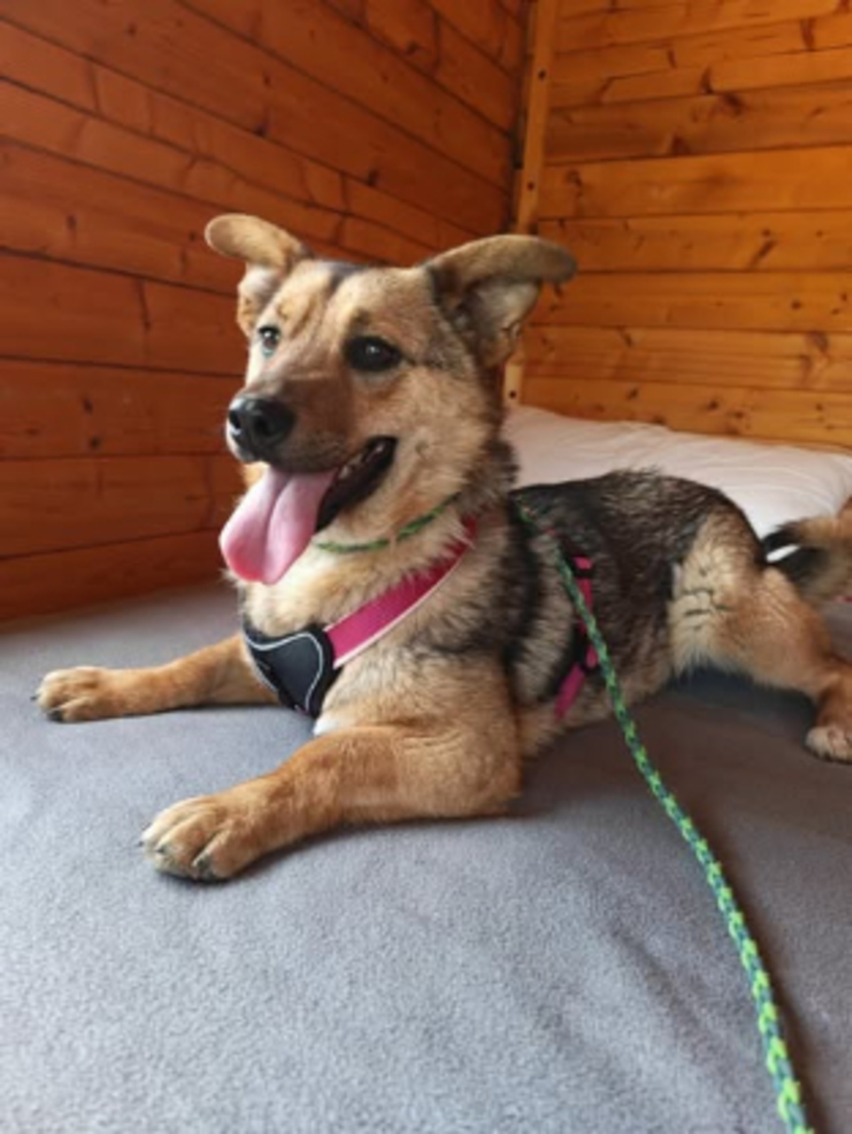 Adoption Ylva