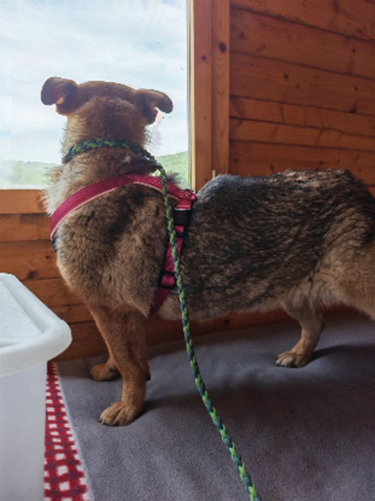 Adoption Ylva