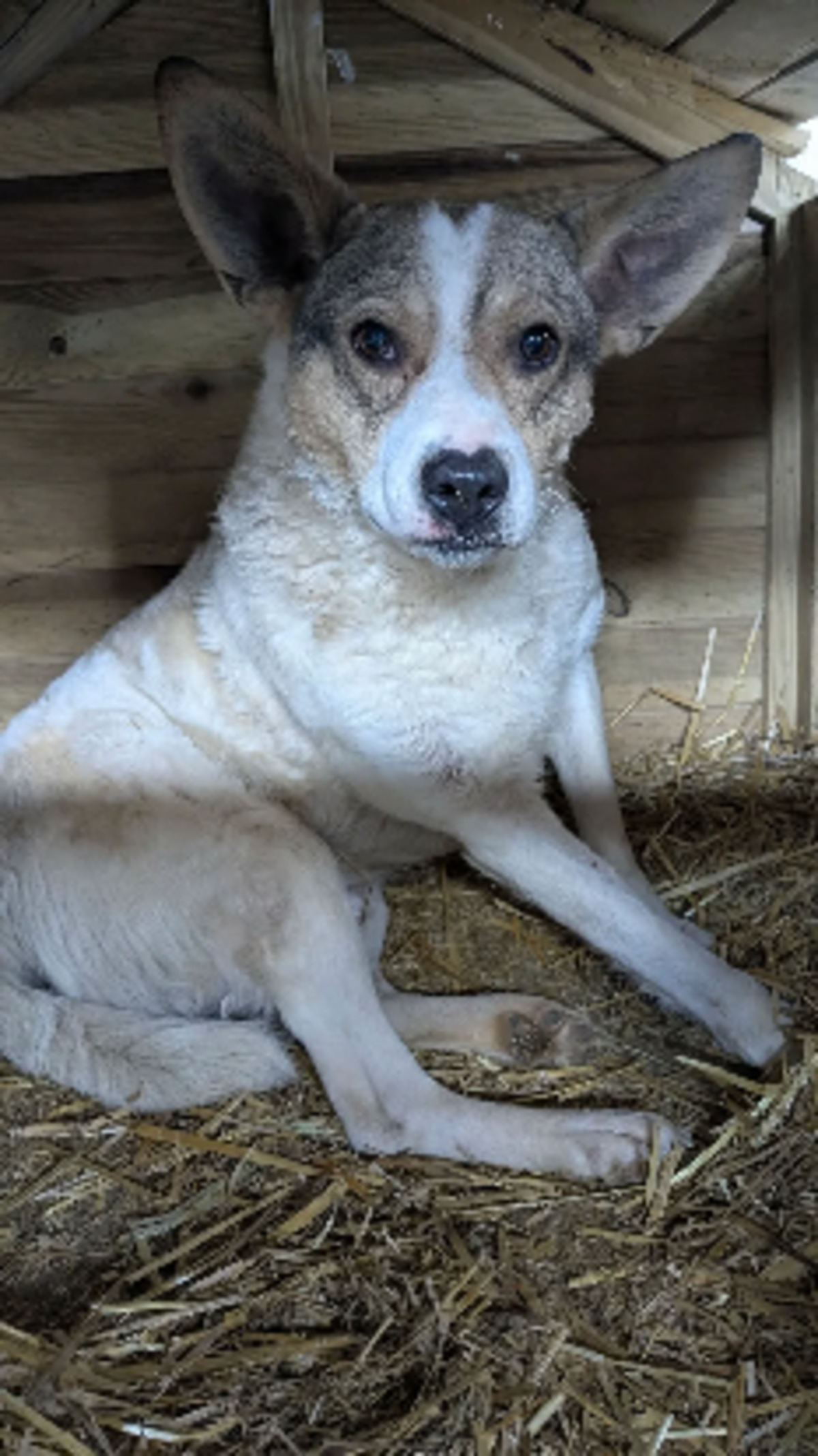 Adoption Yoda
