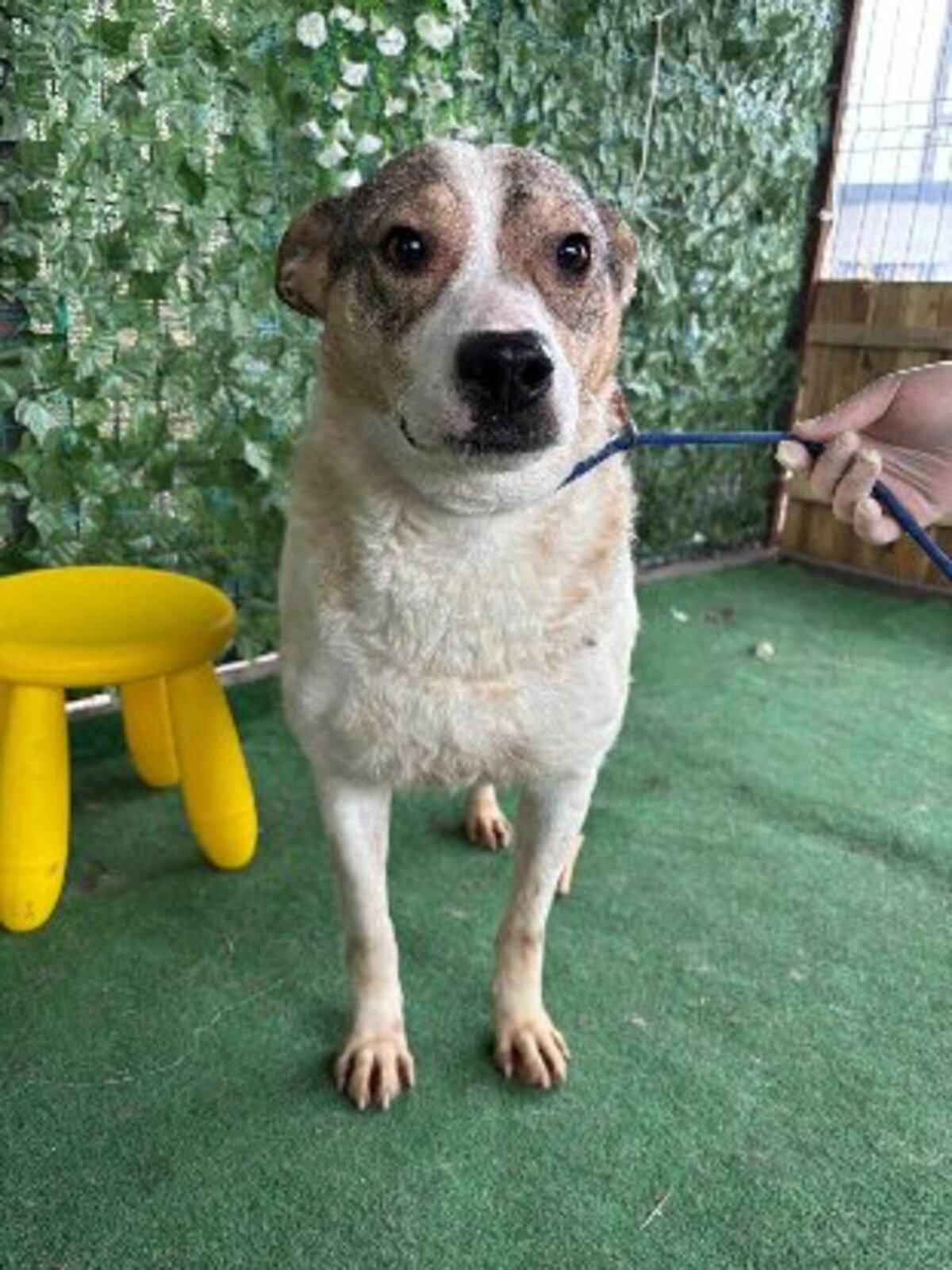 Adoption Yoda