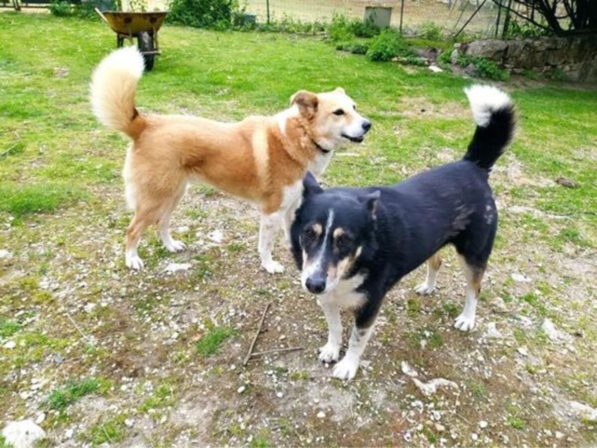 Adoption Yola