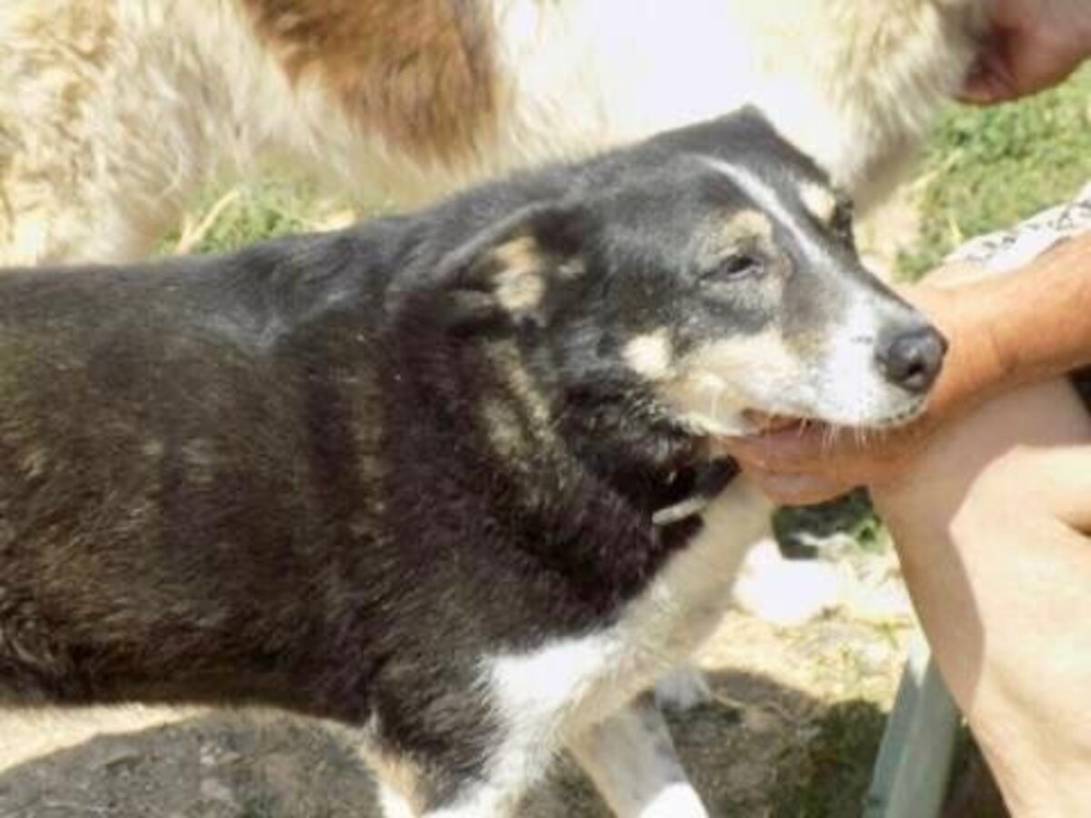Adoption Yola