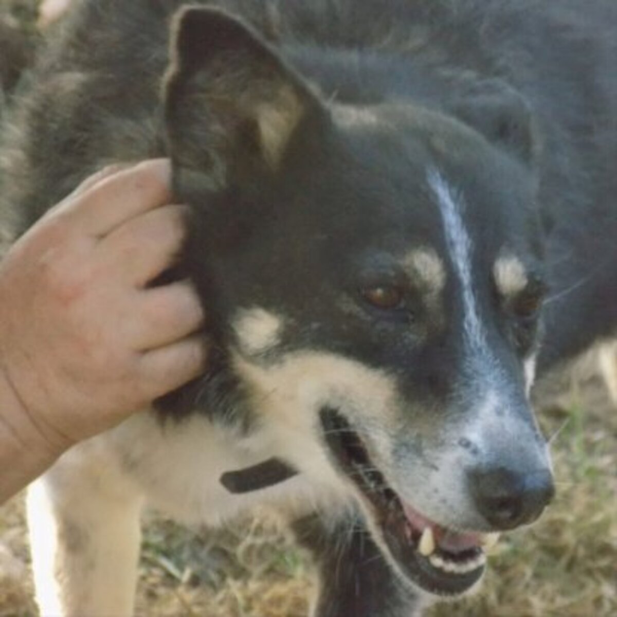 Adoption Yola