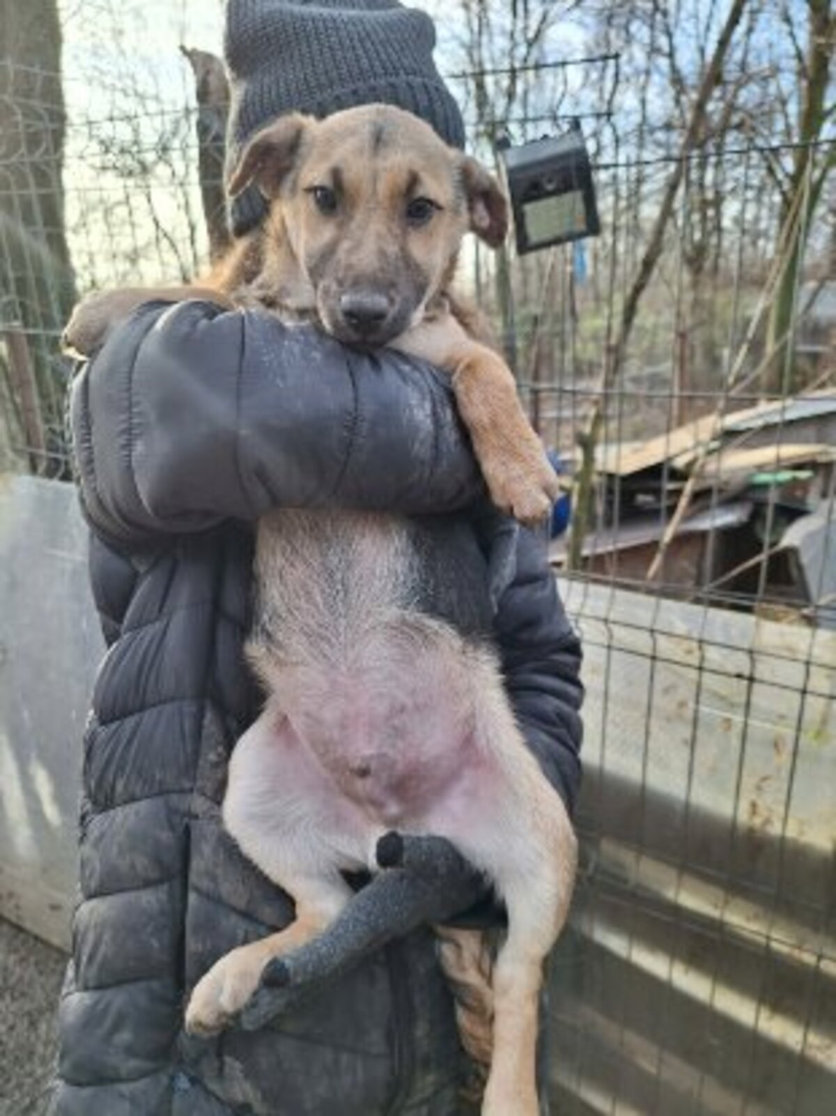 Adoption Yolan