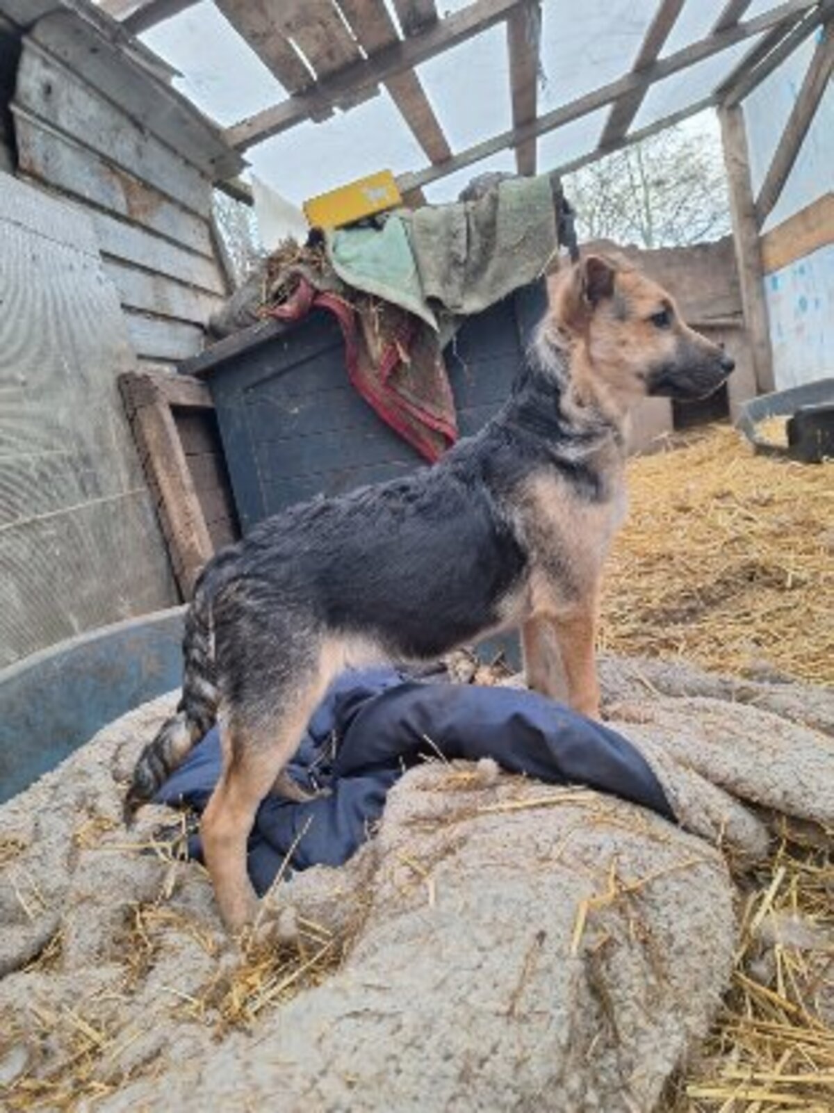 Adoption Yolan