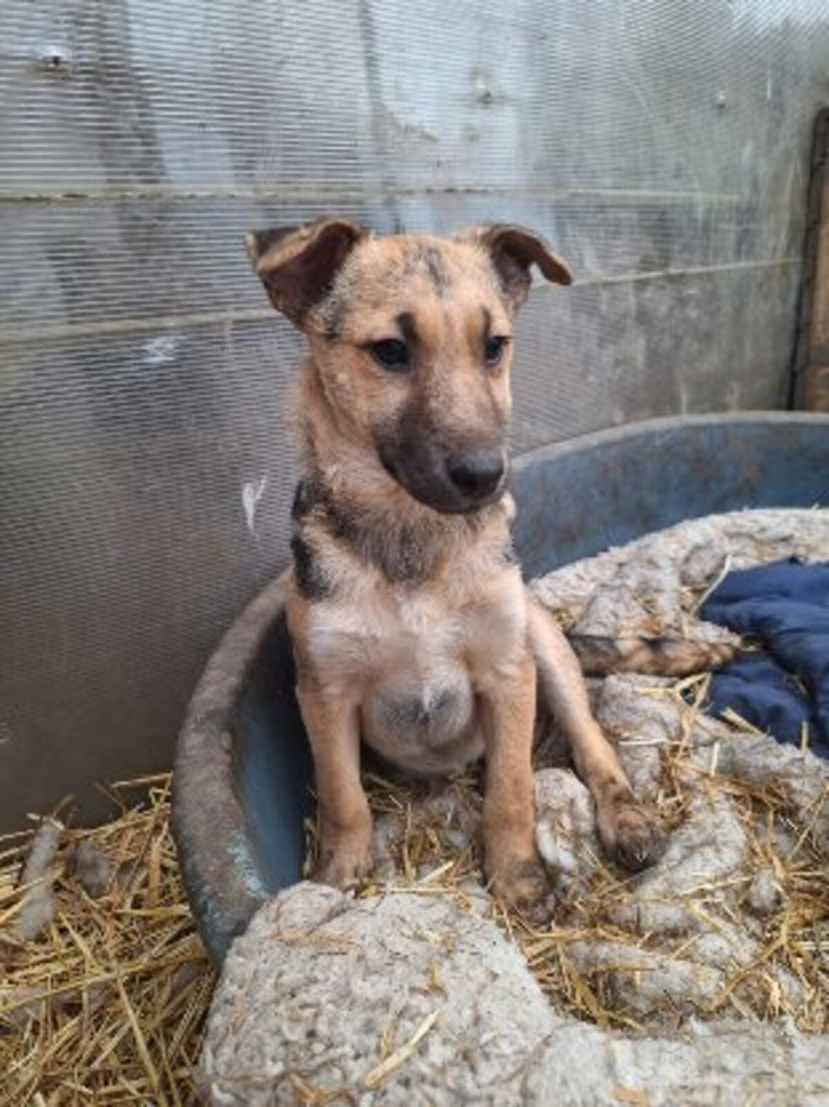 Adoption Yolan