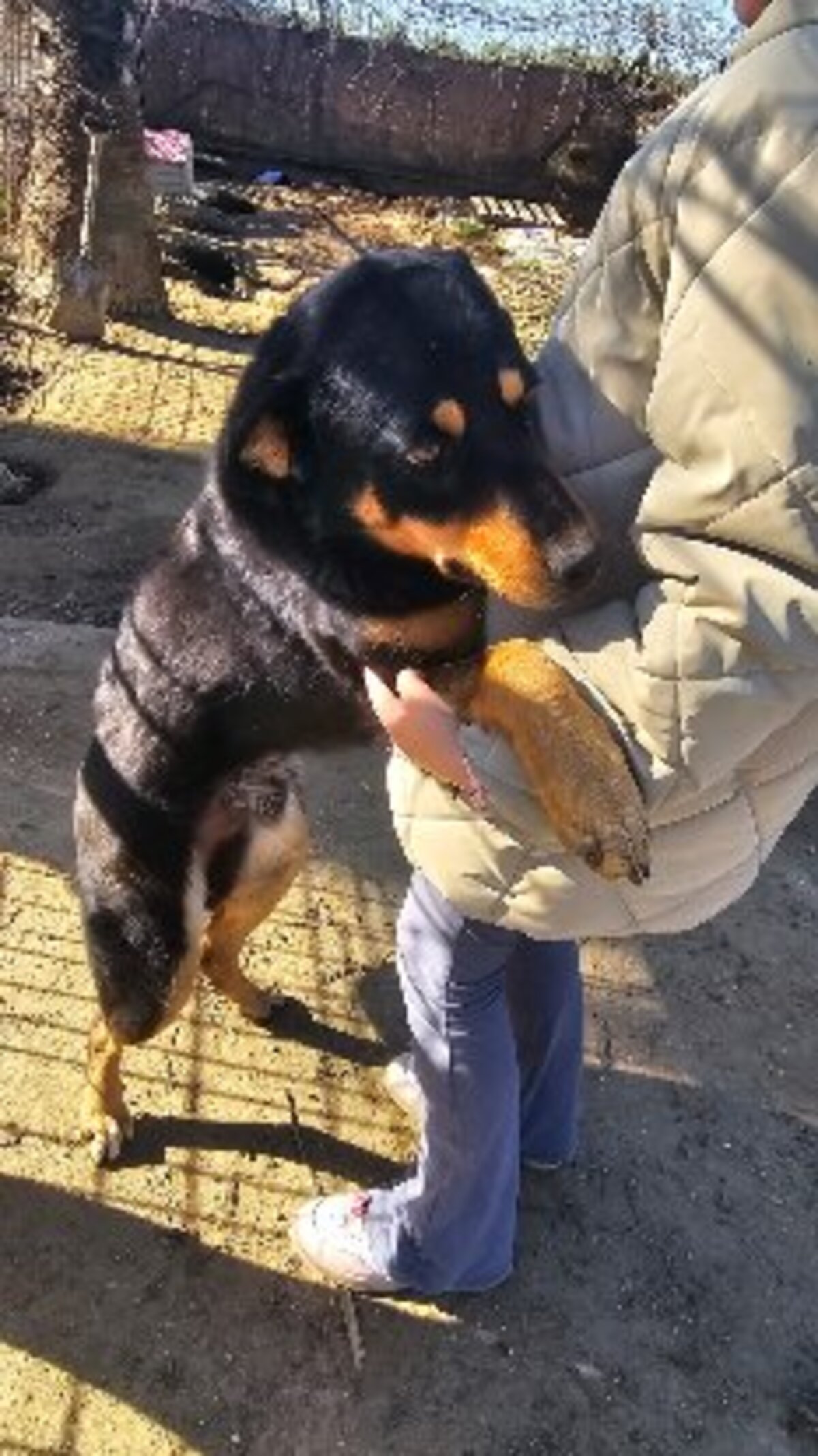 Adoption Yori