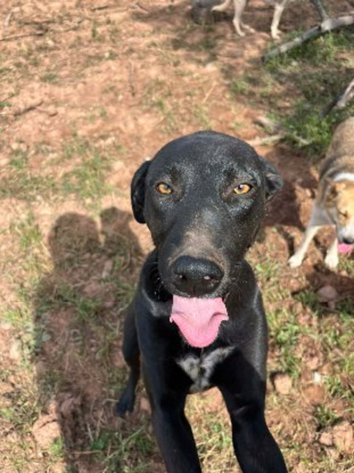 Adoption Youki
