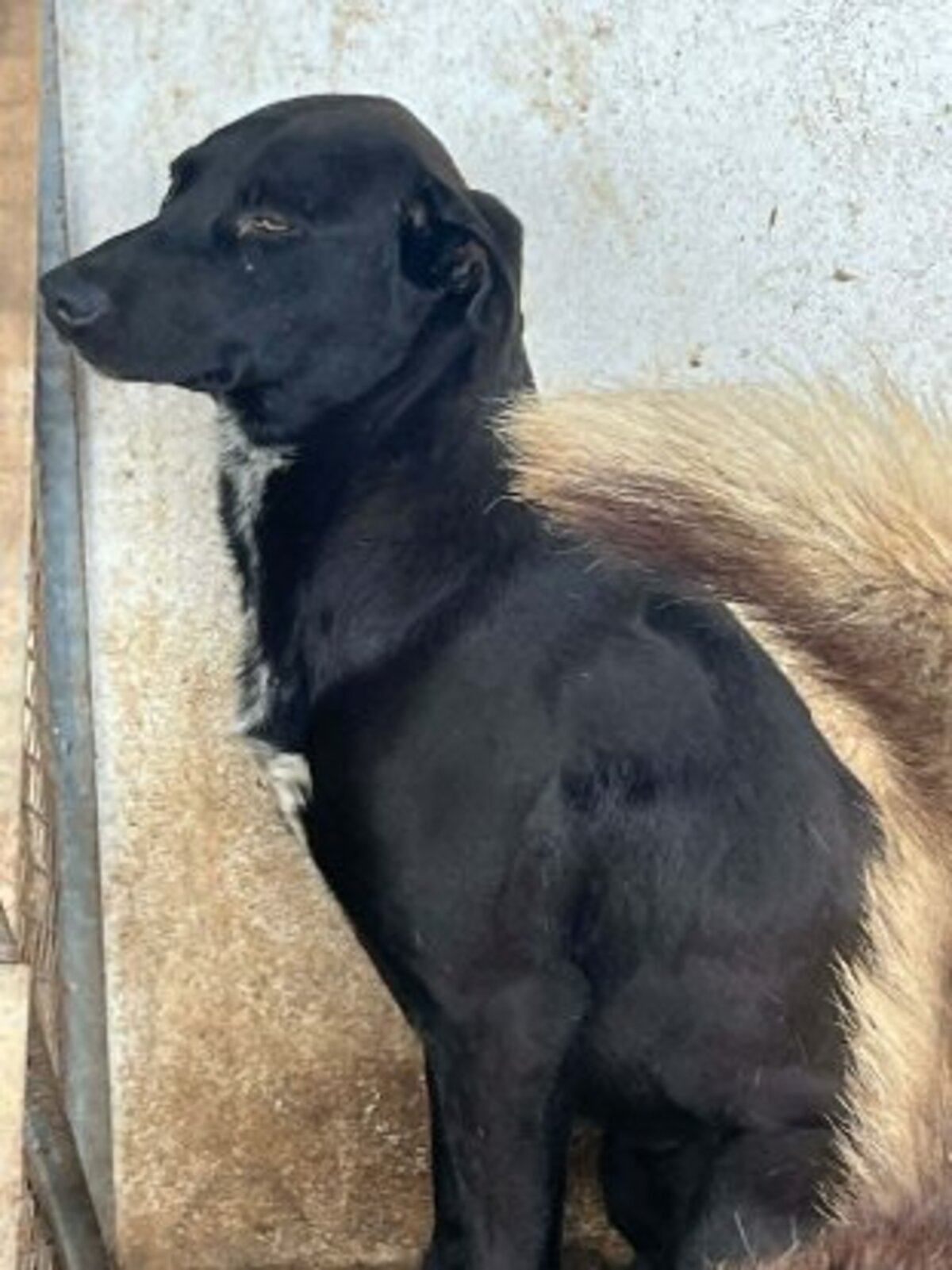 Adoption Youki