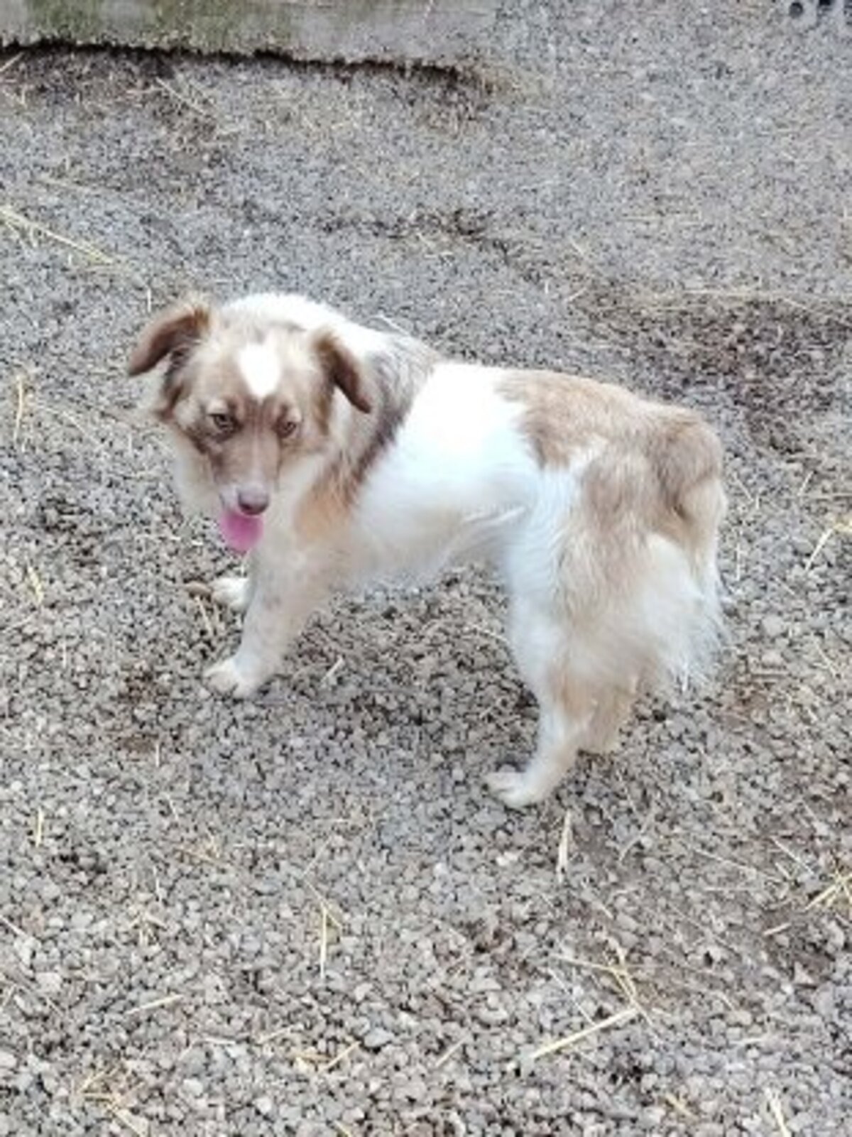 Adoption Yuli