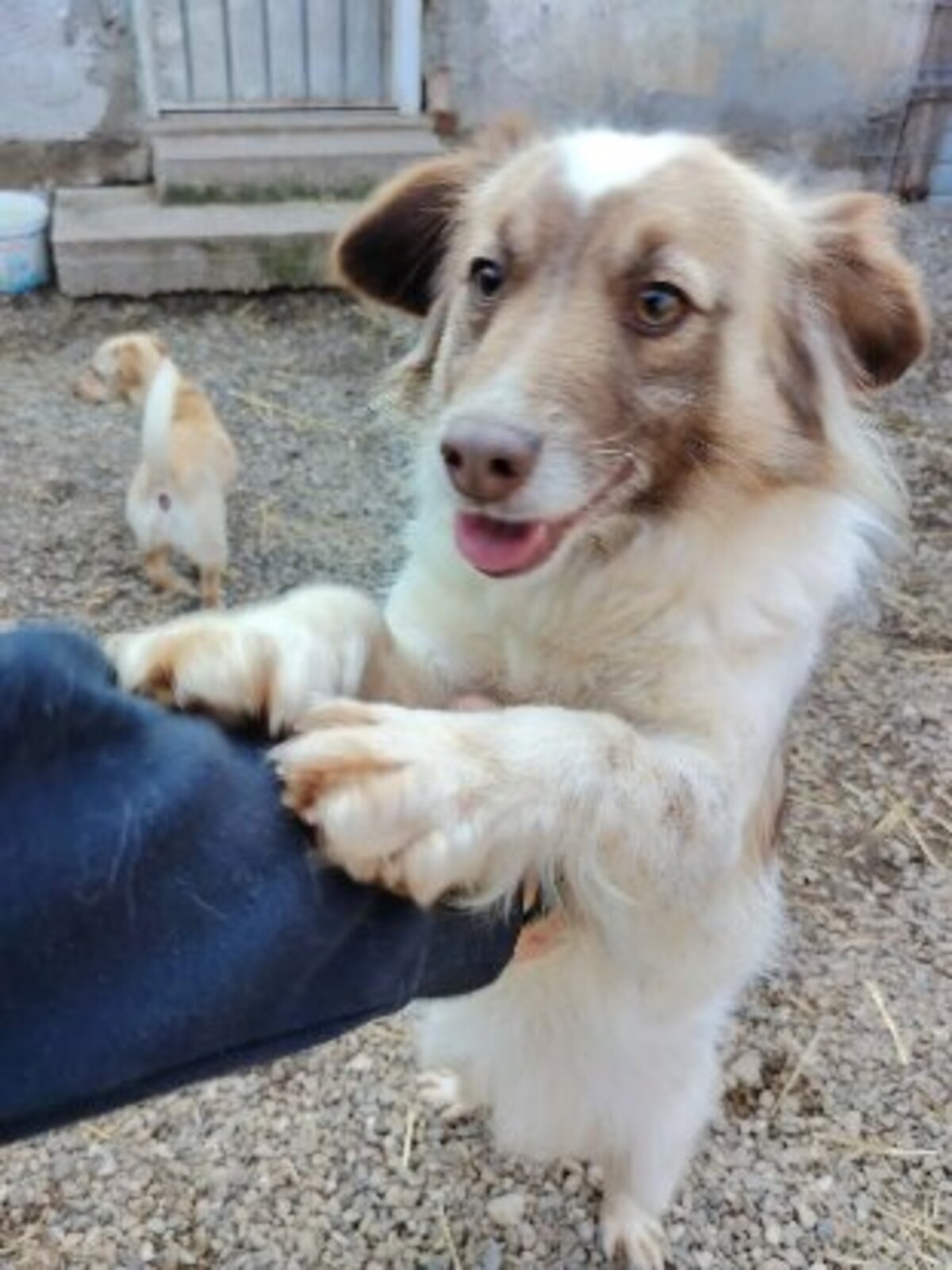 Adoption Yuli