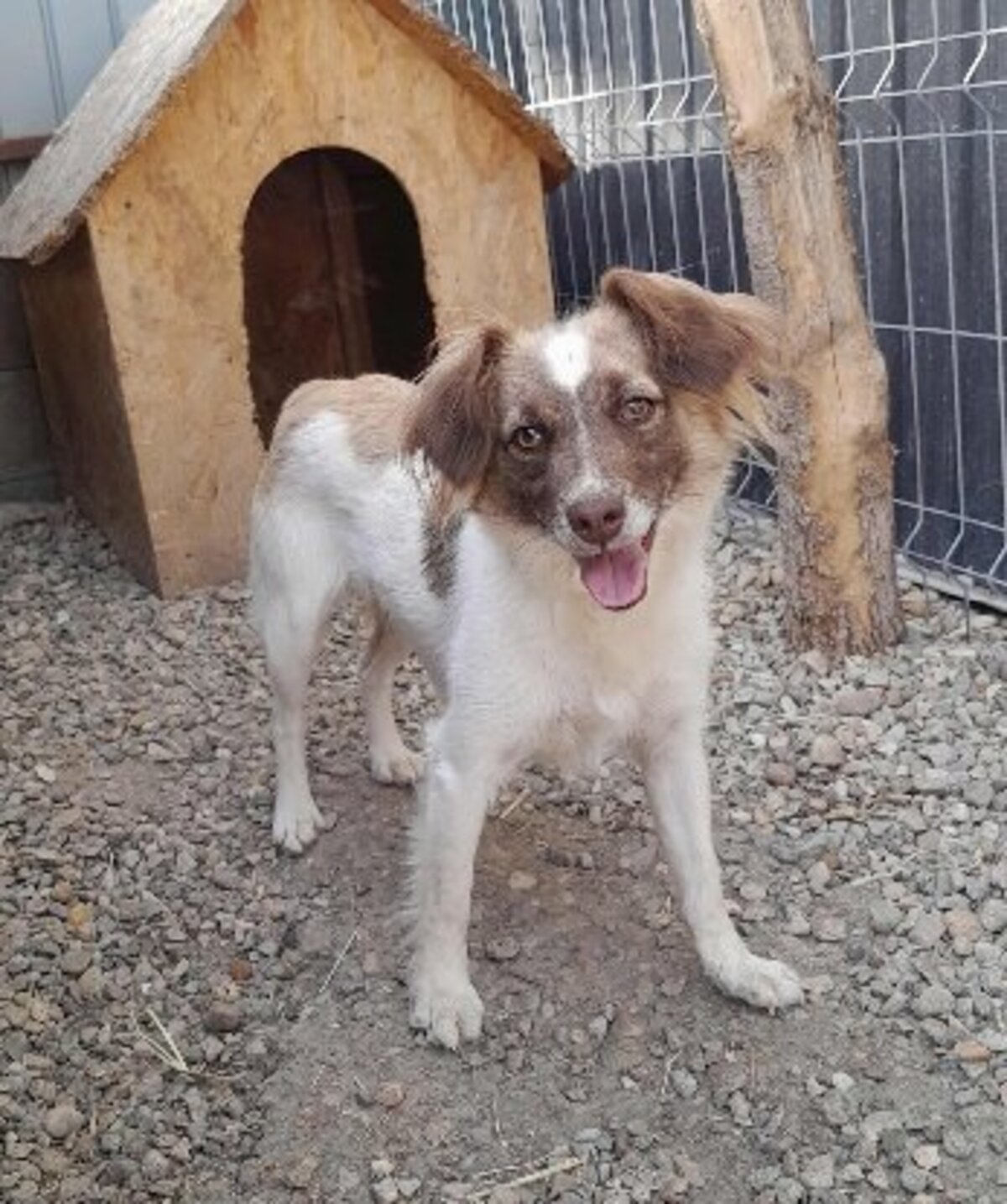 Adoption Yuli