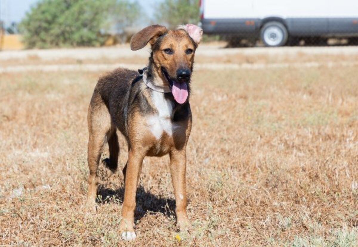 Adoption Yuma