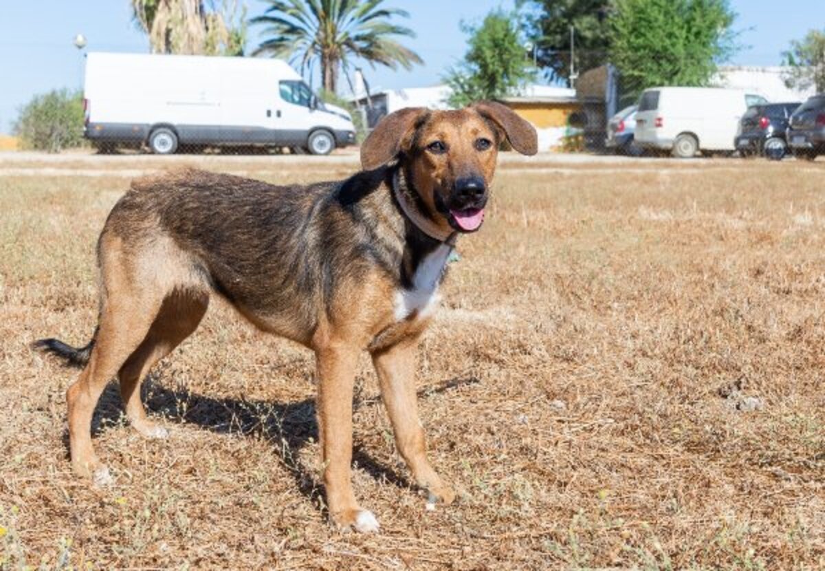 Adoption Yuma