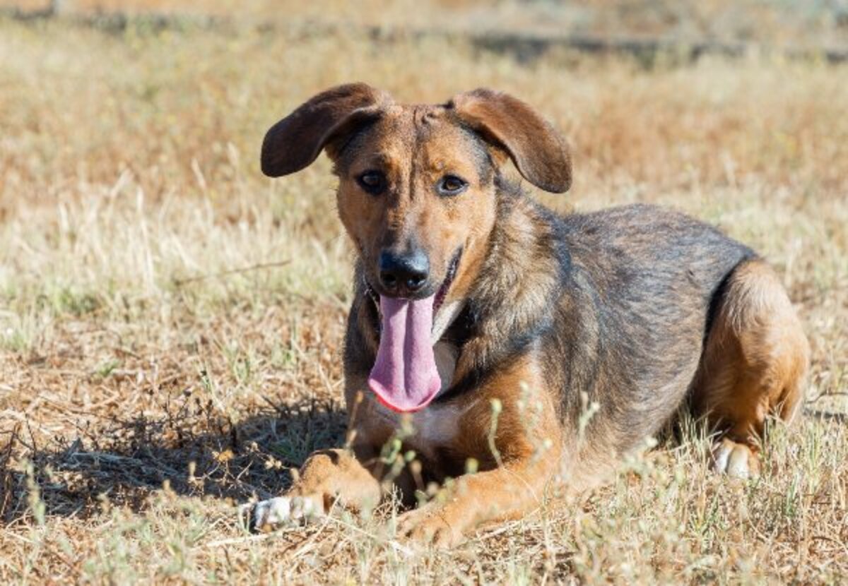 Adoption Yuma