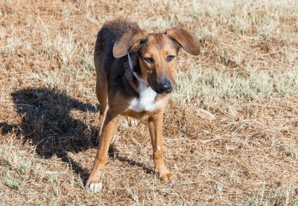 Adoption Yuma