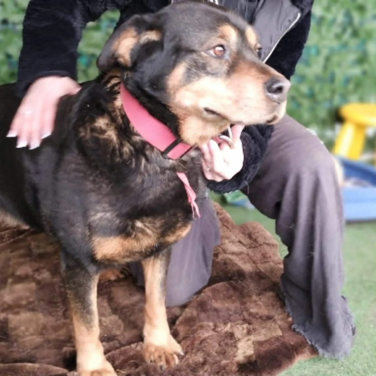 Adoption Yuna