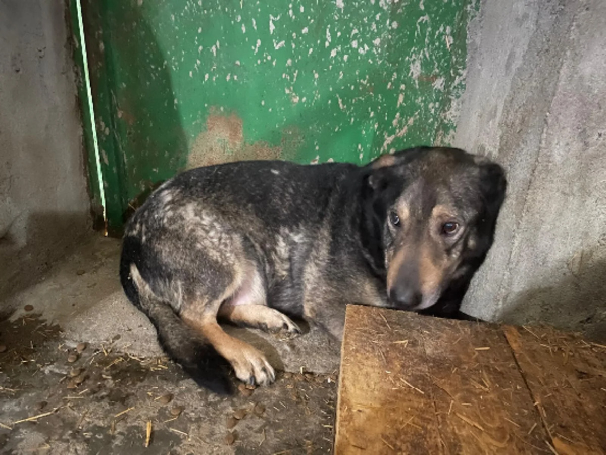 Adoption Zack