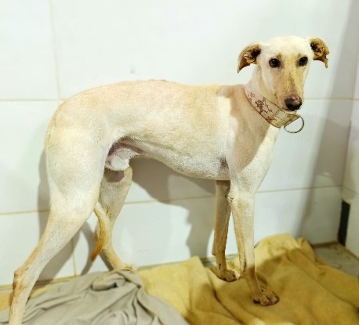 Adoption Zaimo
