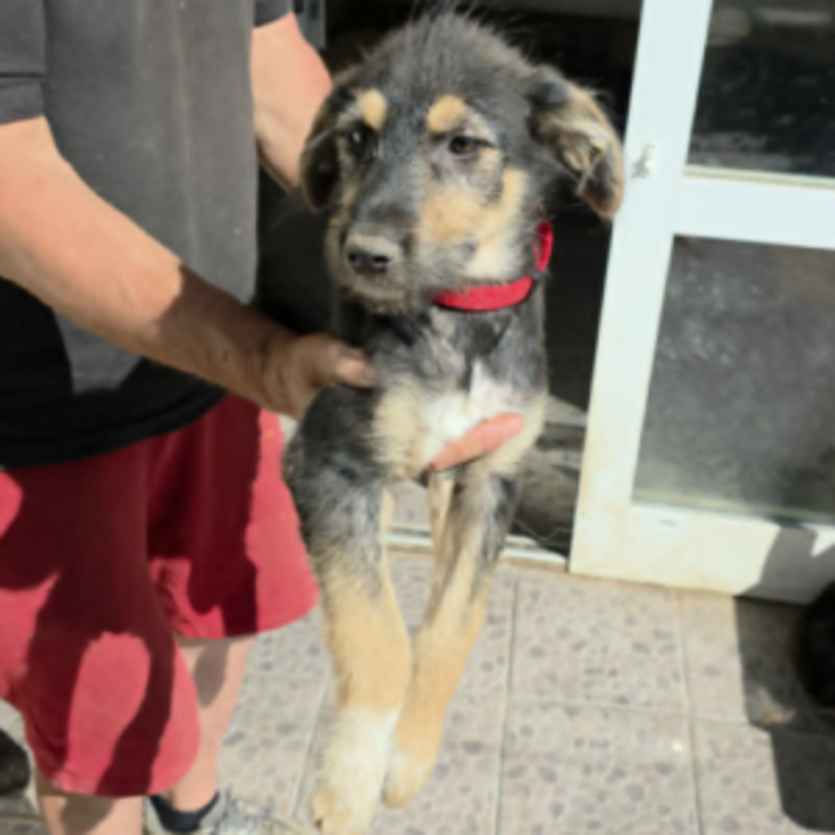 Adoption Zara