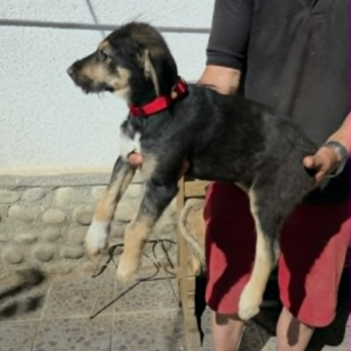 Adoption Zara