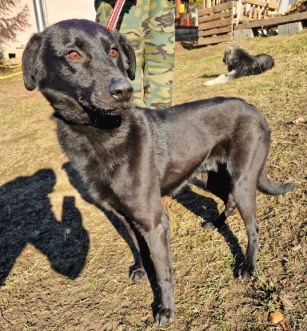 Adoption Zargo