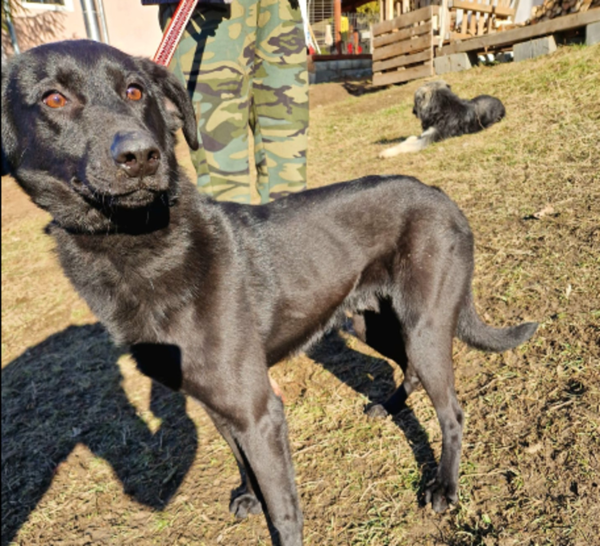 Adoption Zargo