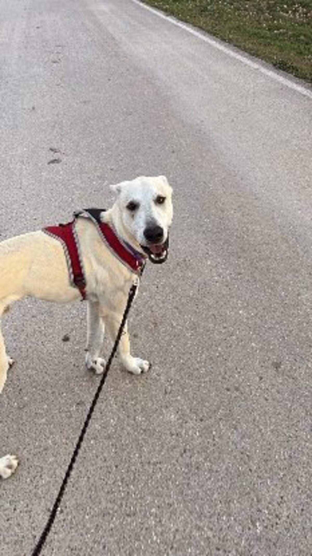 Adoption Zaro
