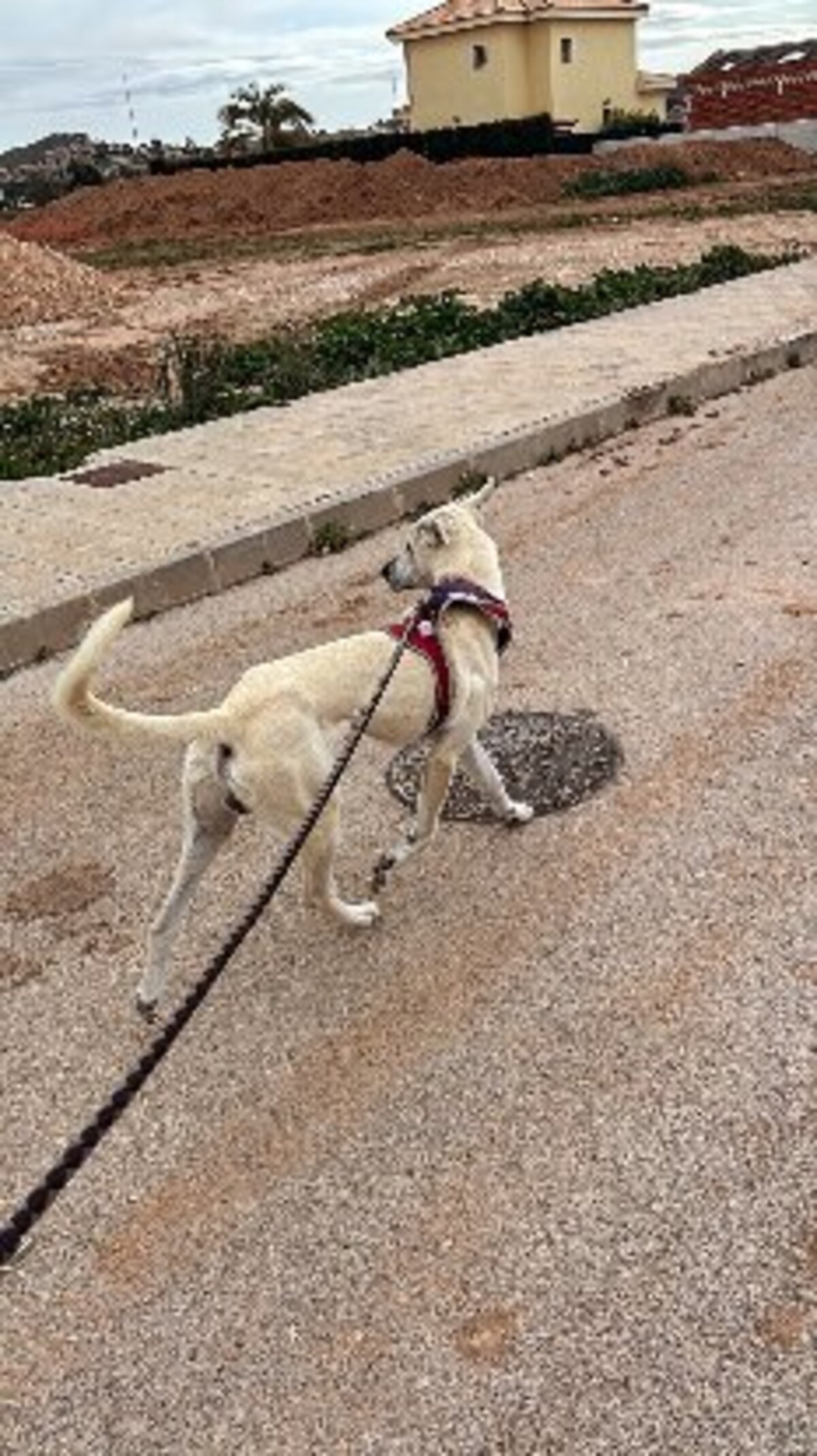 Adoption Zaro