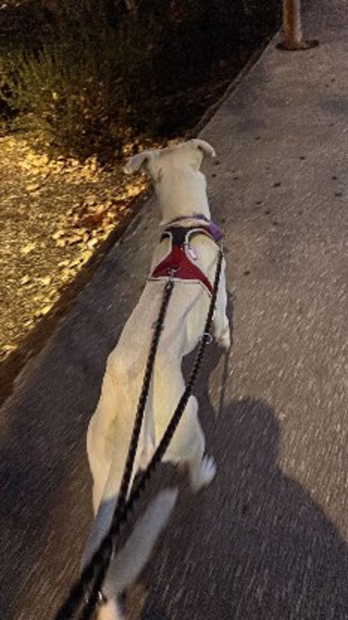 Adoption Zaro