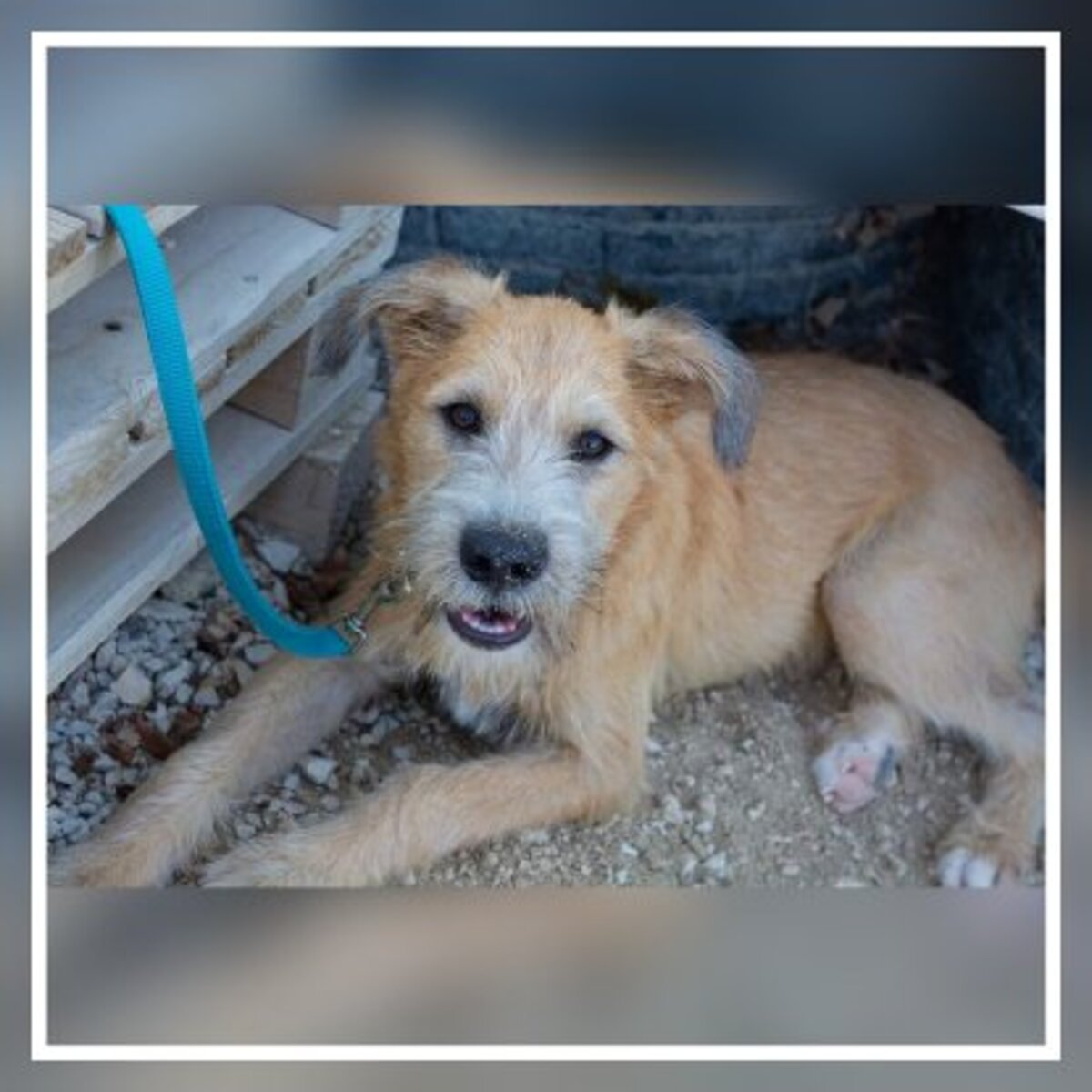 Adoption Zazu
