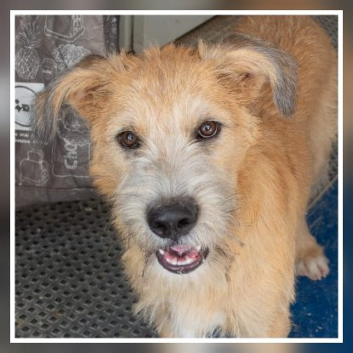 Adoption Zazu