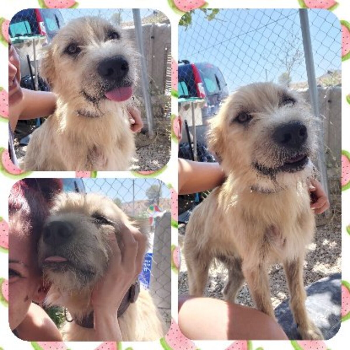 Adoption Zazu