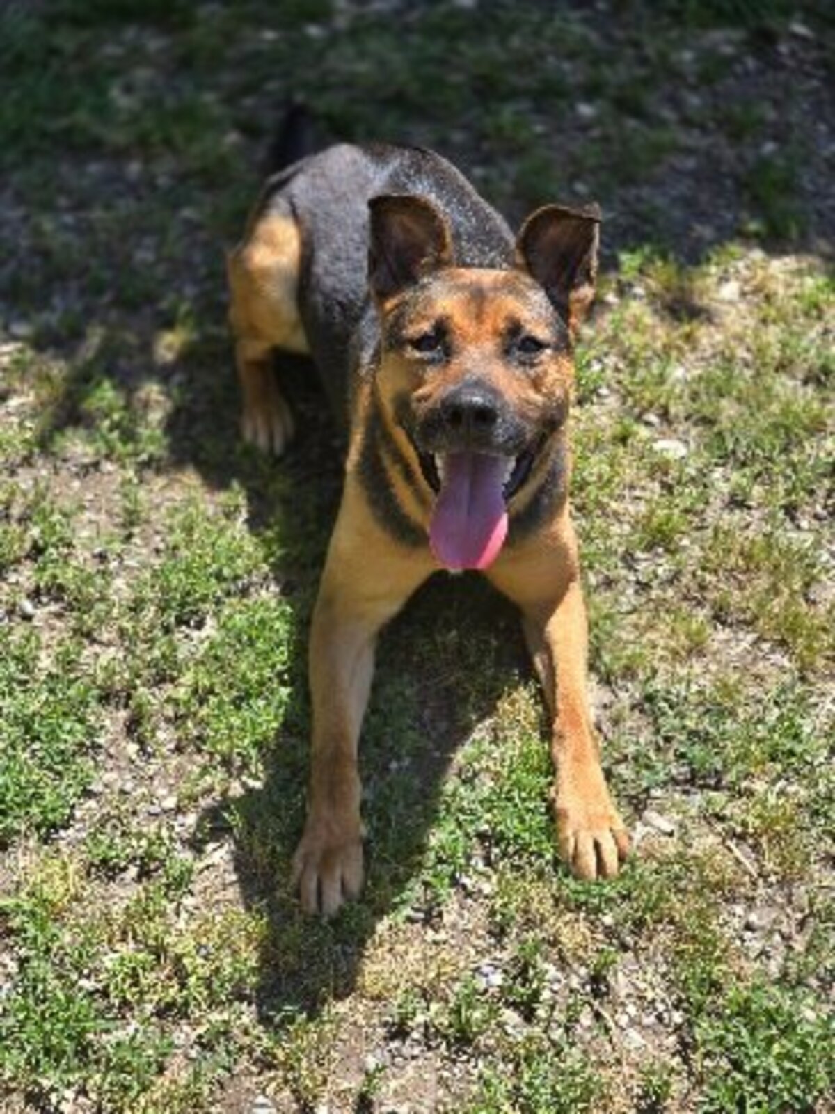 Adoption Zazu