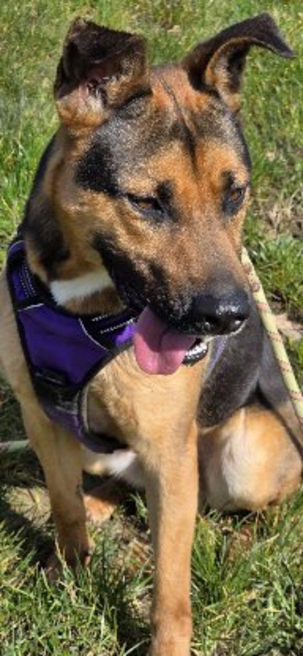 Adoption Zazu