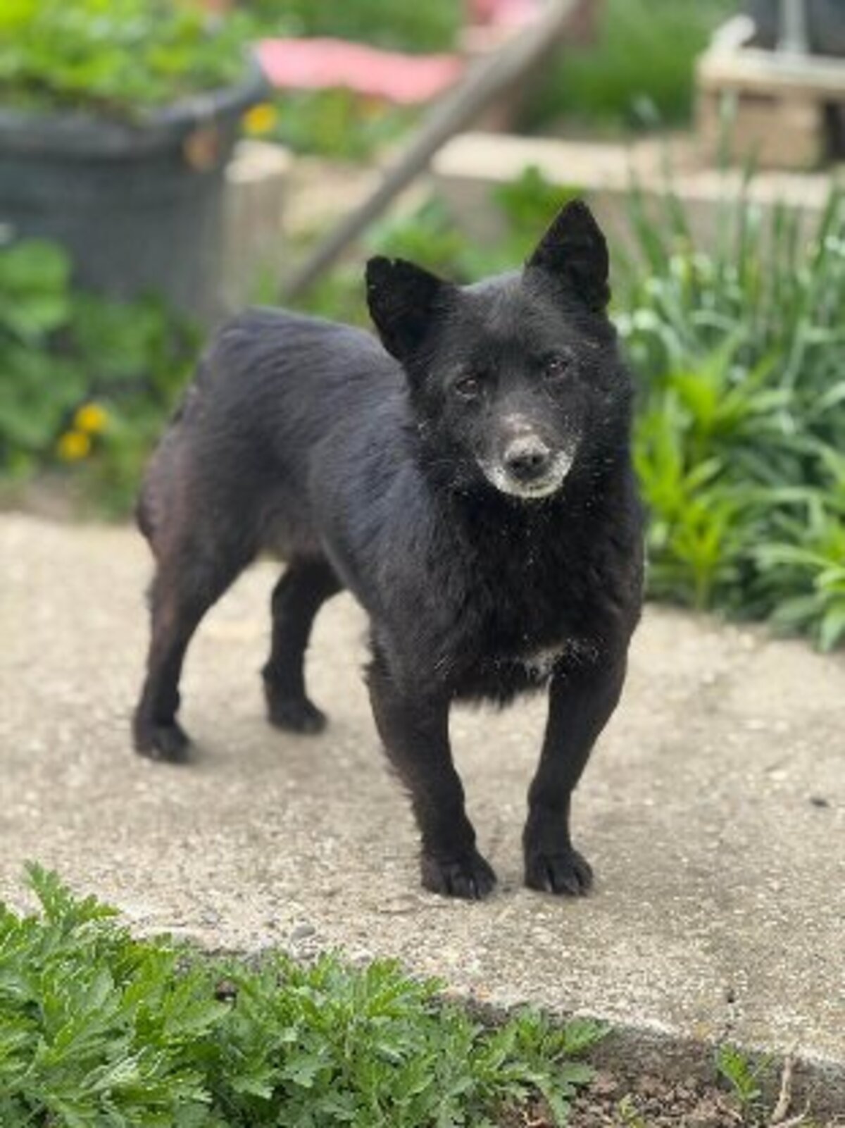 Adoption Zelda