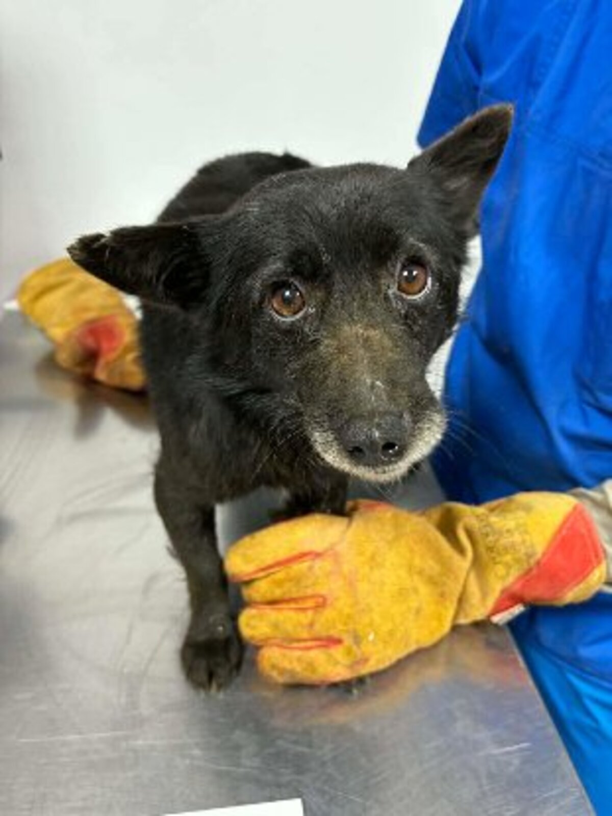 Adoption Zelda