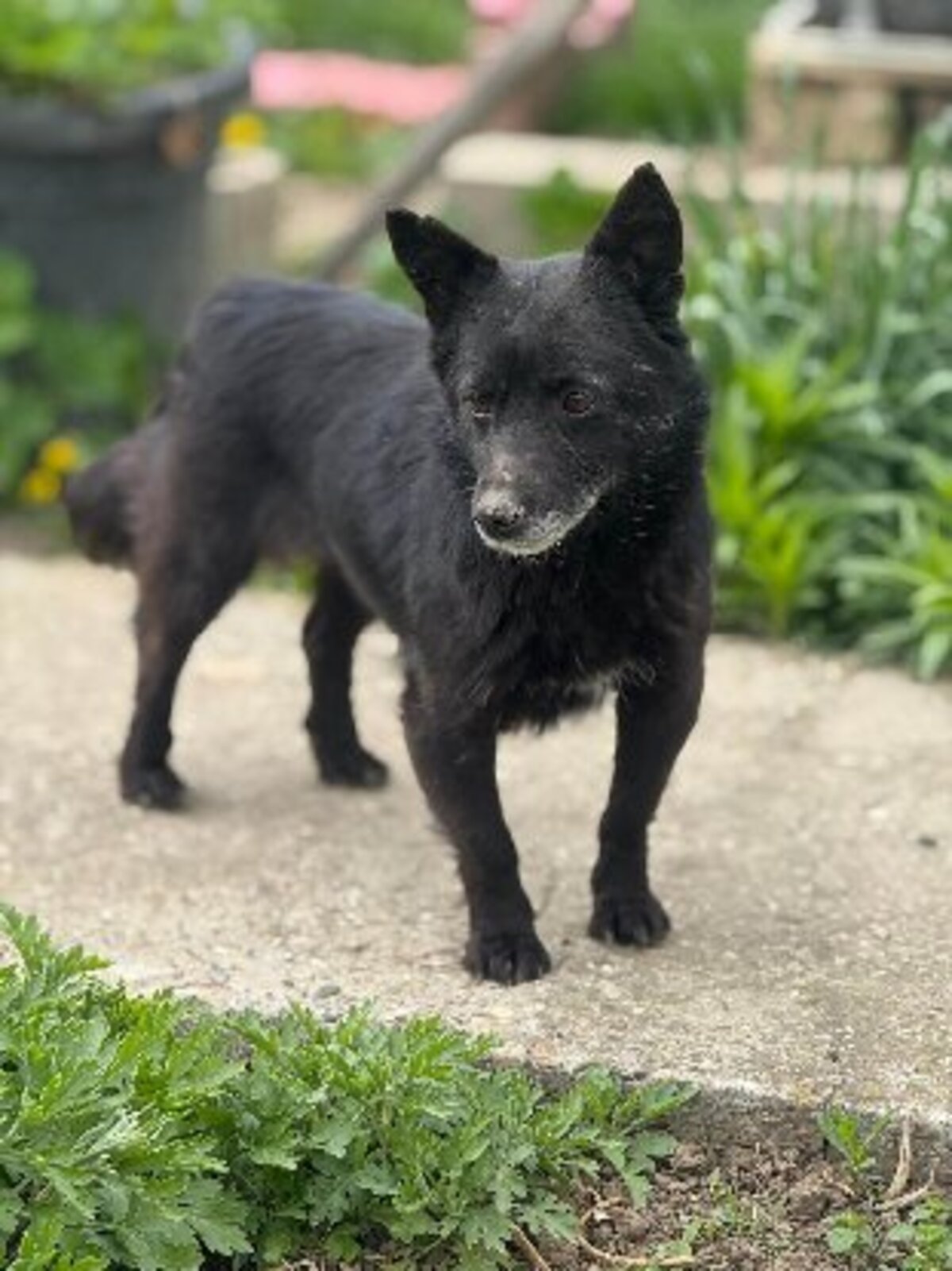 Adoption Zelda