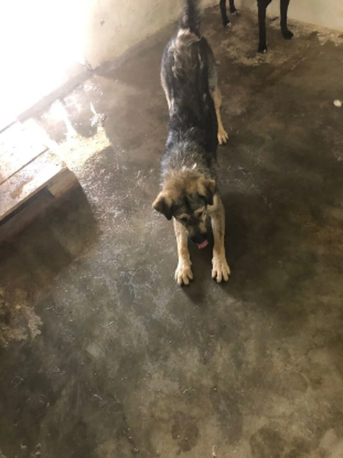 Adoption Zenko