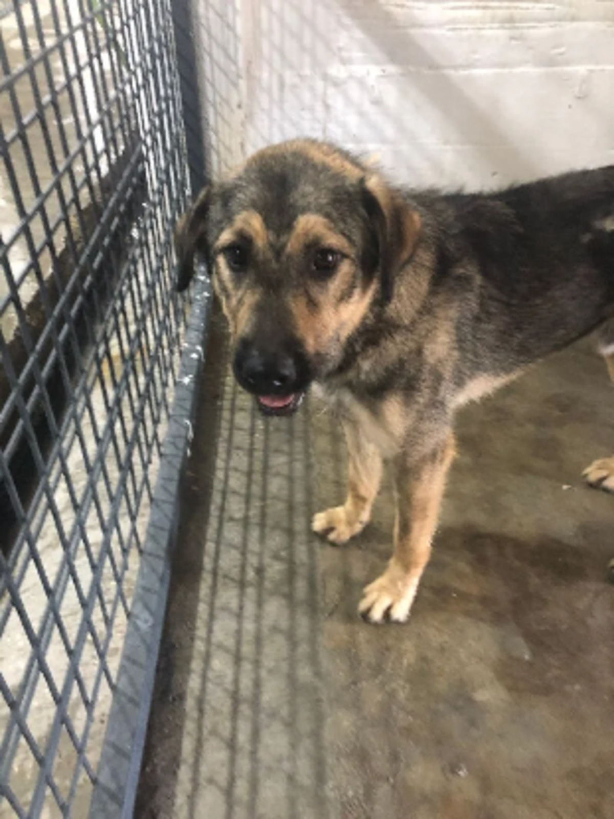 Adoption Zenko