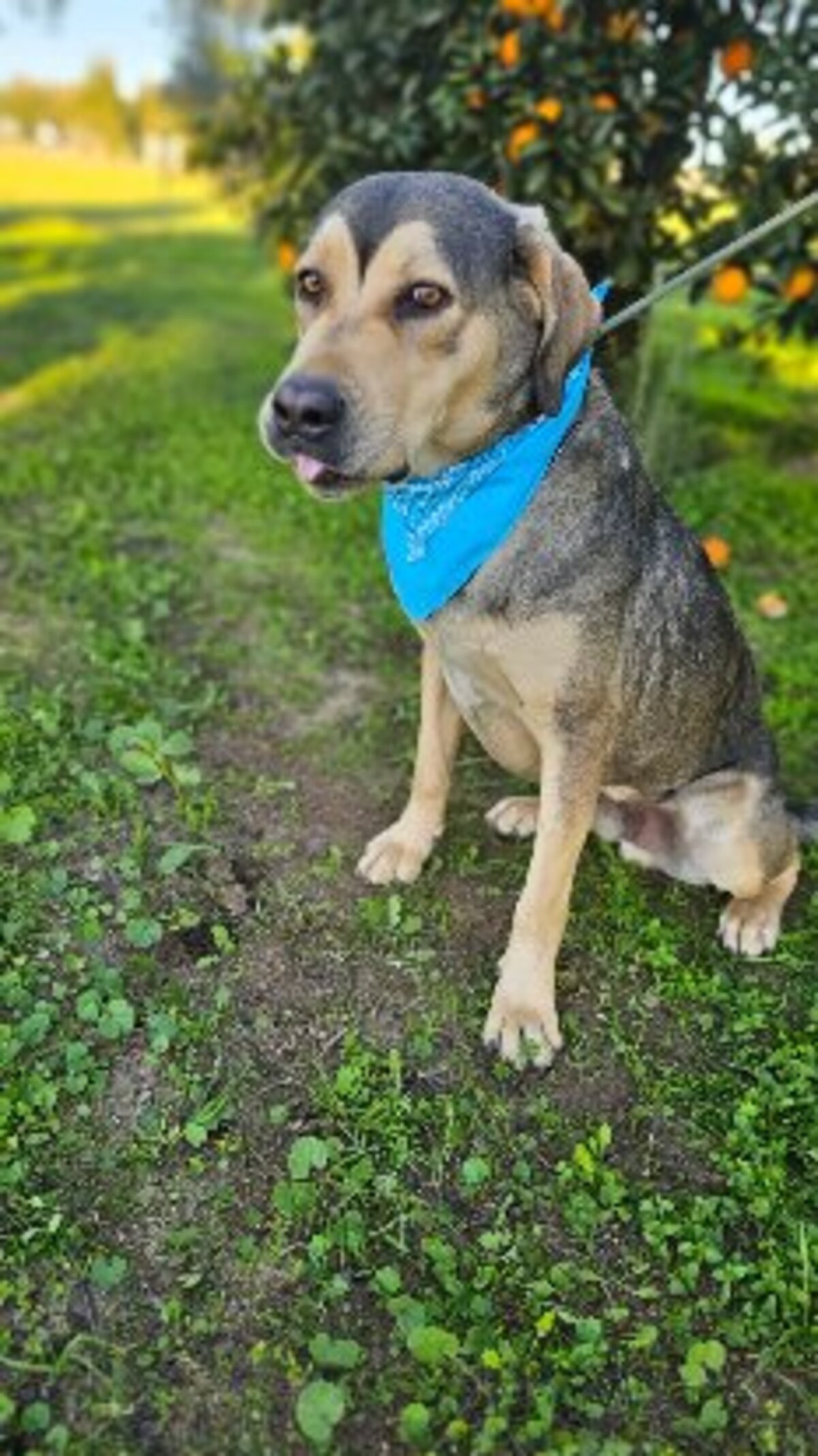 Adoption Zeus