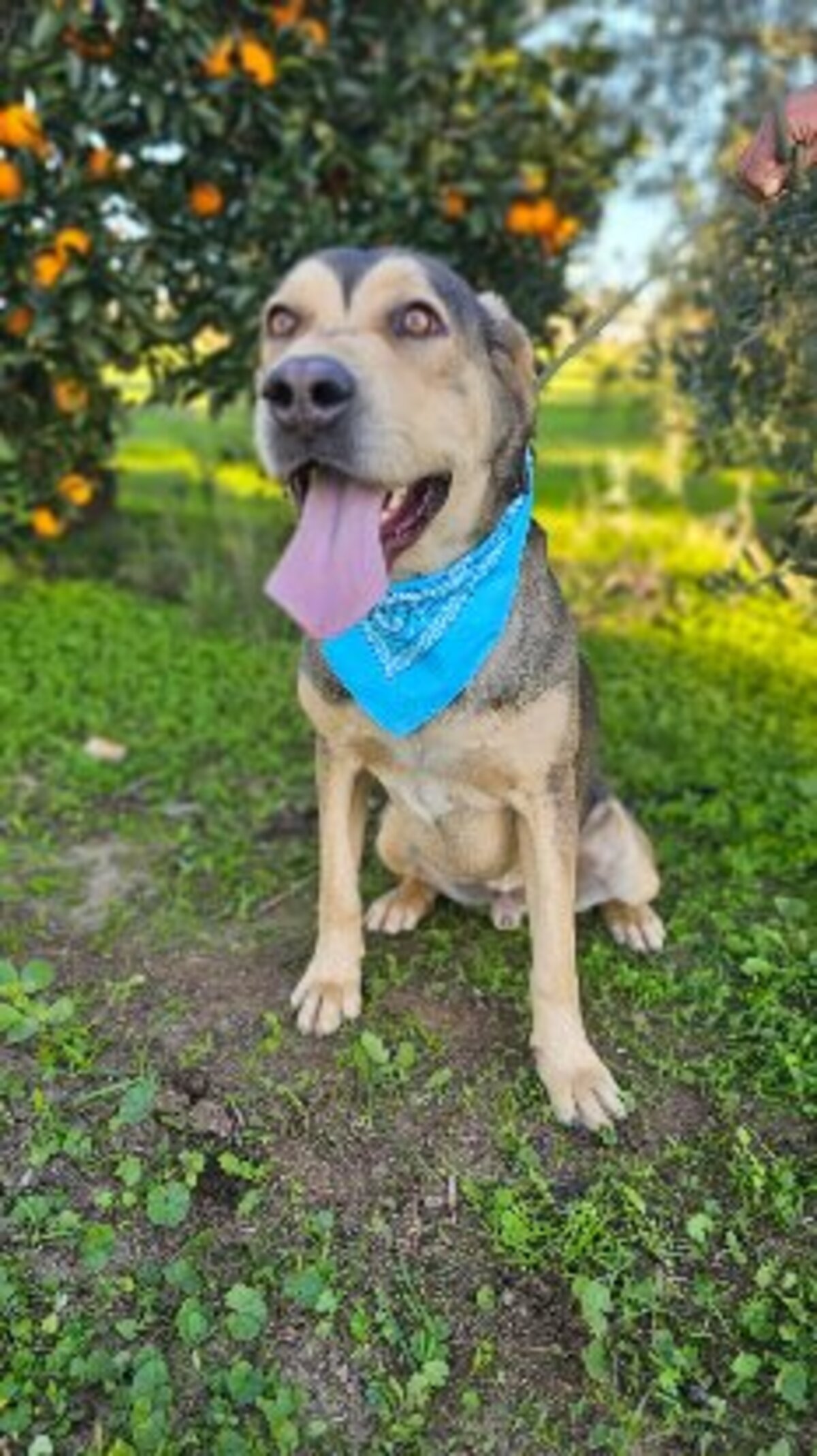 Adoption Zeus