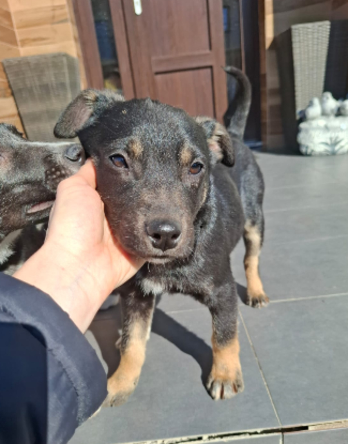 Adoption Zeus