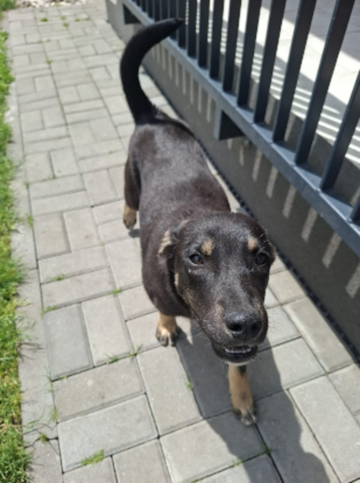 Adoption Zeus
