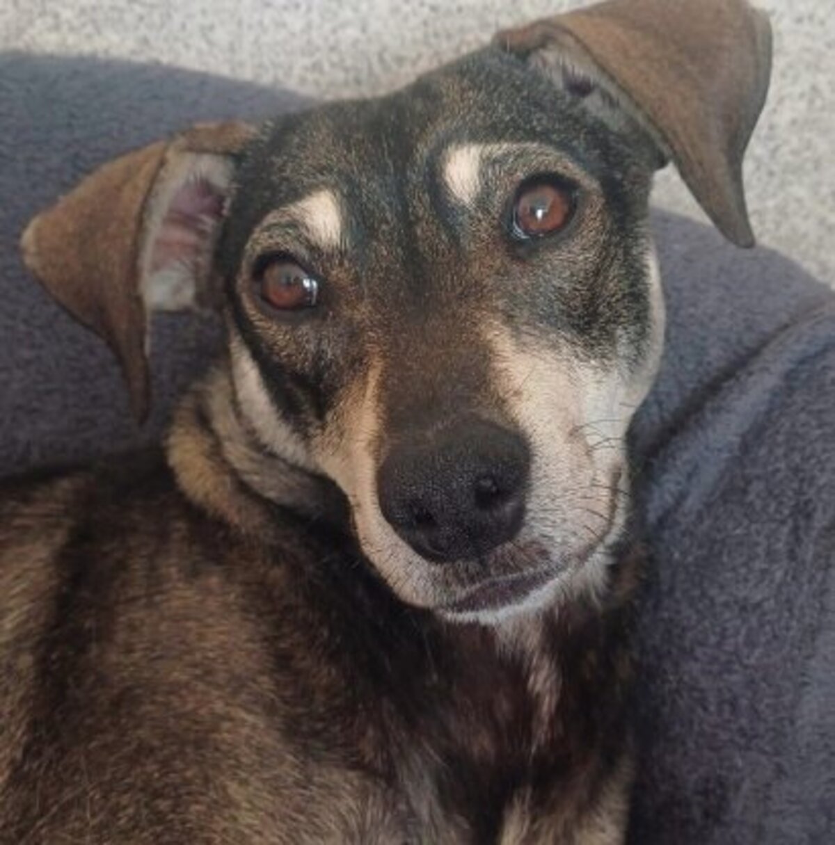 Adoption Zeus