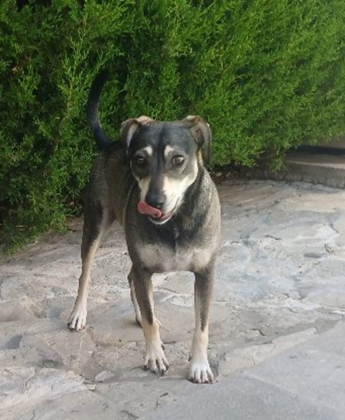 Adoption Zeus