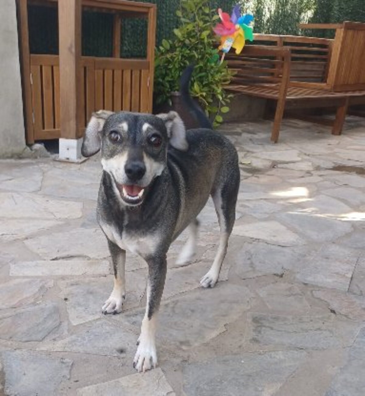 Adoption Zeus