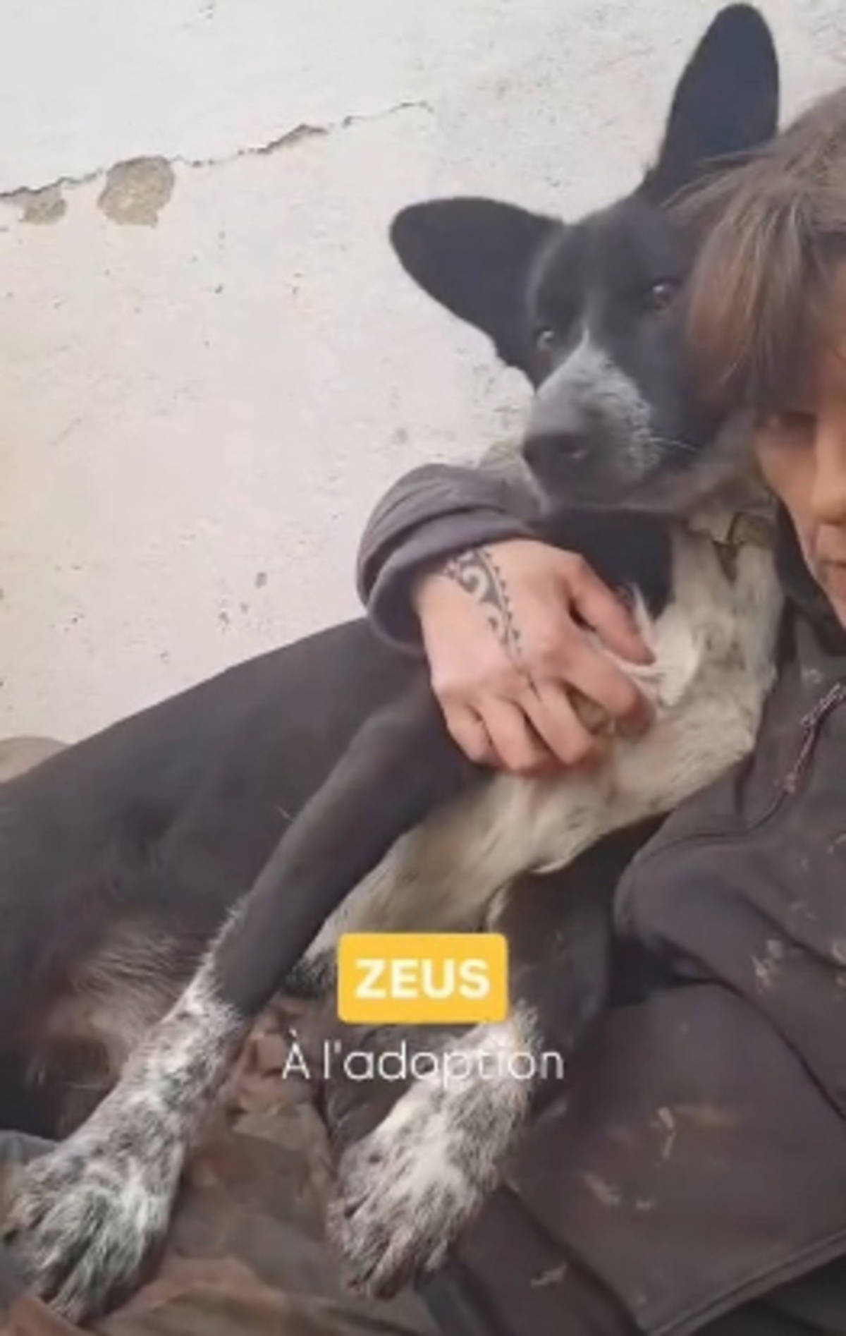 Adoption Zeus