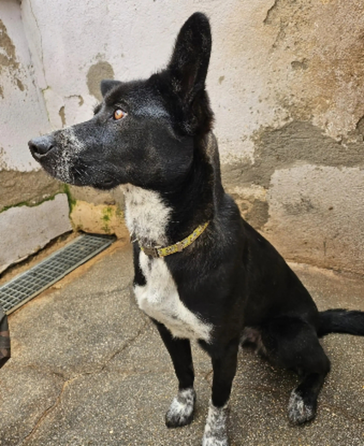 Adoption Zeus