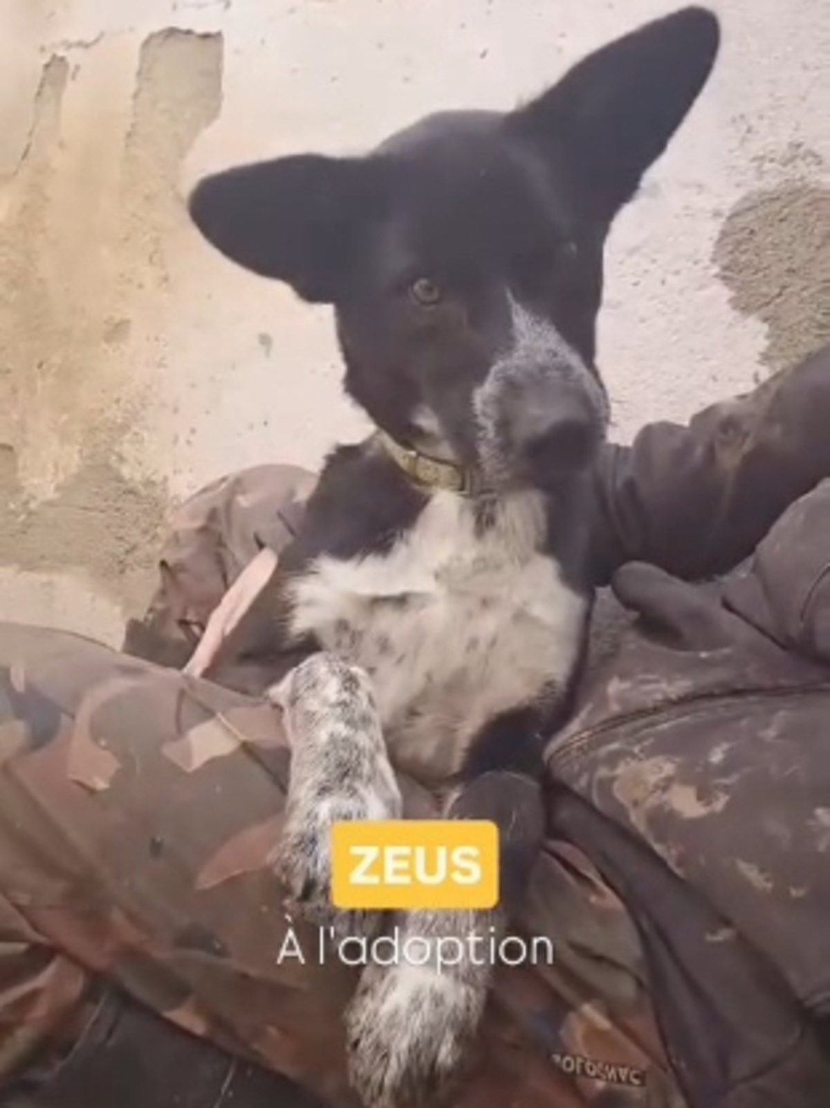 Adoption Zeus